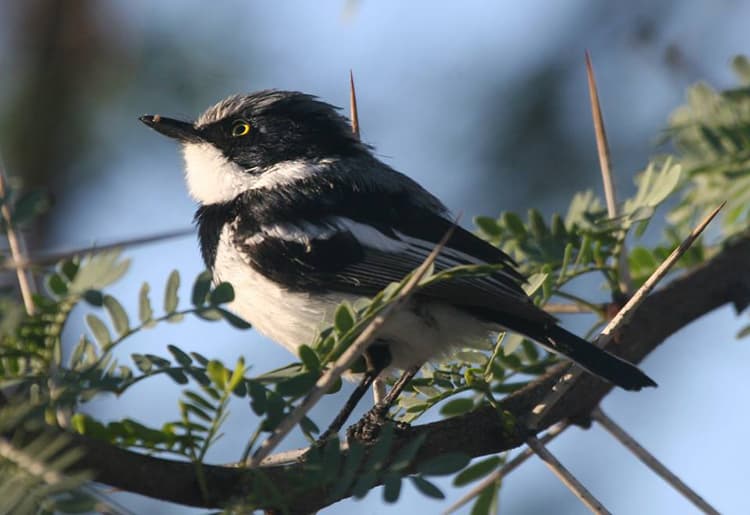 Birdwatching at Bergsig Wines