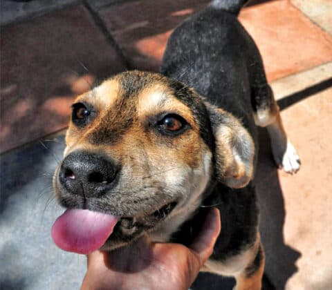 Chain Boland Animal Shelter