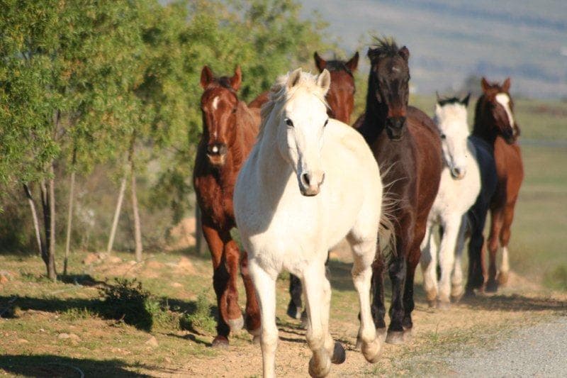 Fynbos Guest Farm & Camping